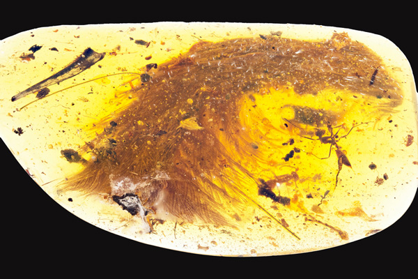 Découverte d'une queue de dinosaure de 99 millions d'années dans un morceau d'ambre