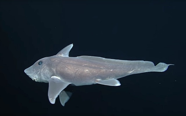 Un mystérieux requin fantôme filmé pour la première fois en Californie