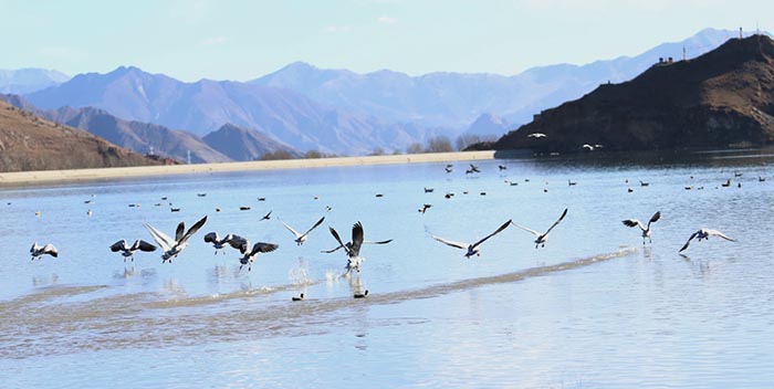 Les oiseaux migrateurs de Lhassa
