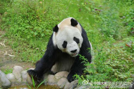 Mort à 31 ans de Pan Pan, le plus vieux panda mâle du monde