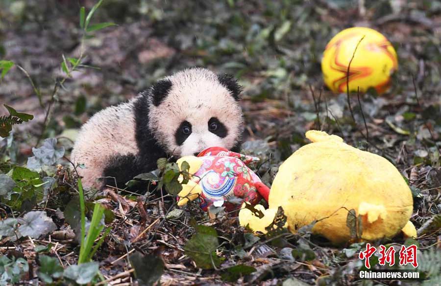 Huit bébés pandas vous souhaitent une bonne année chinoise