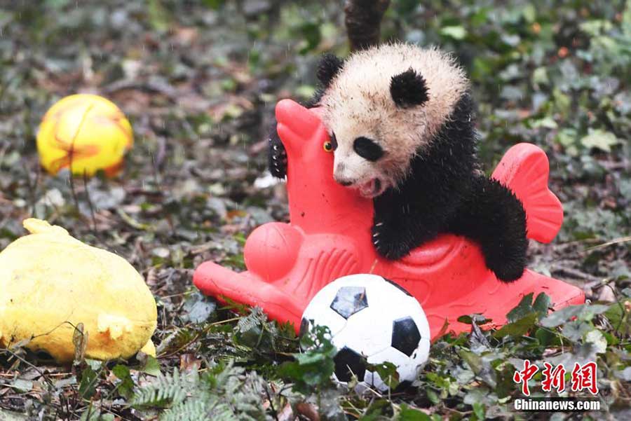 Huit bébés pandas vous souhaitent une bonne année chinoise