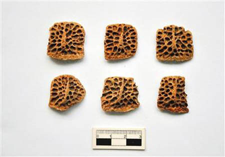 Des os de crocodiles découverts à Xi'an