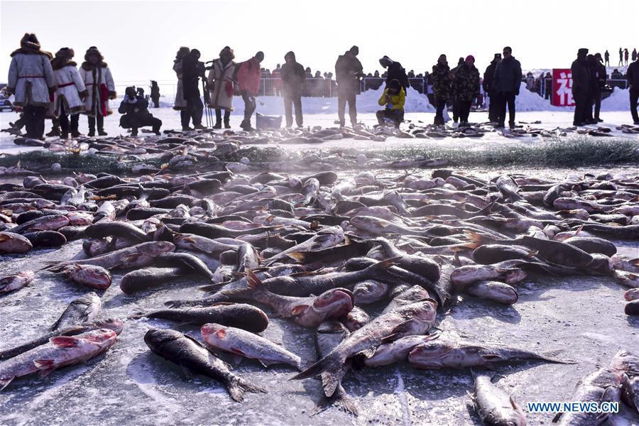 Grande récolte de la pêche hivernale