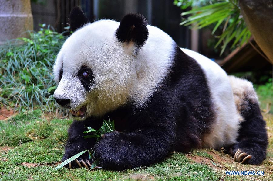 Le plus vieux panda vivant du monde en captivité fête son 37e anniversaire