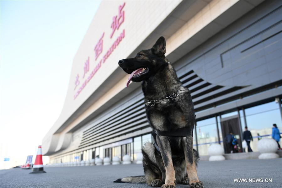 Chine : des chiens policiers aident à assurer la sécurité dans les gares