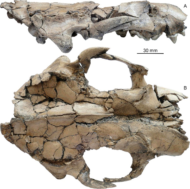 Des fossiles de loutres géantes découverts dans le Yunnan