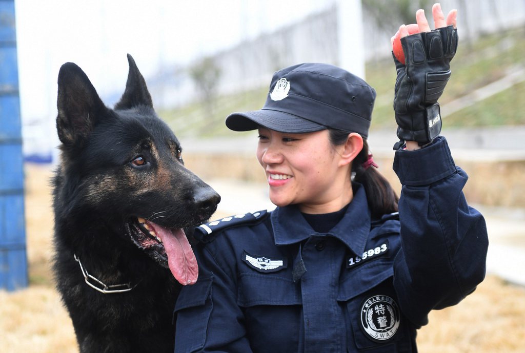 Un chien policier au service de la sécurité ferroviaire