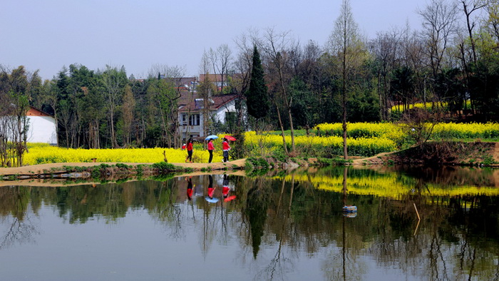 La plus belle mer de fleurs de colza de Chine – Le Festival du Tourisme et de la Culture du Hanzhong