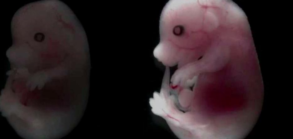 La Chine réussit à développer des embryons de souris dans l’espace