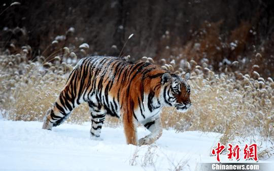 Harbin : les tigres sibériens toujours imposants