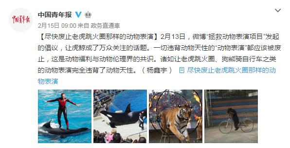Chine : tollé en ligne contre les spectacles d'animaux
