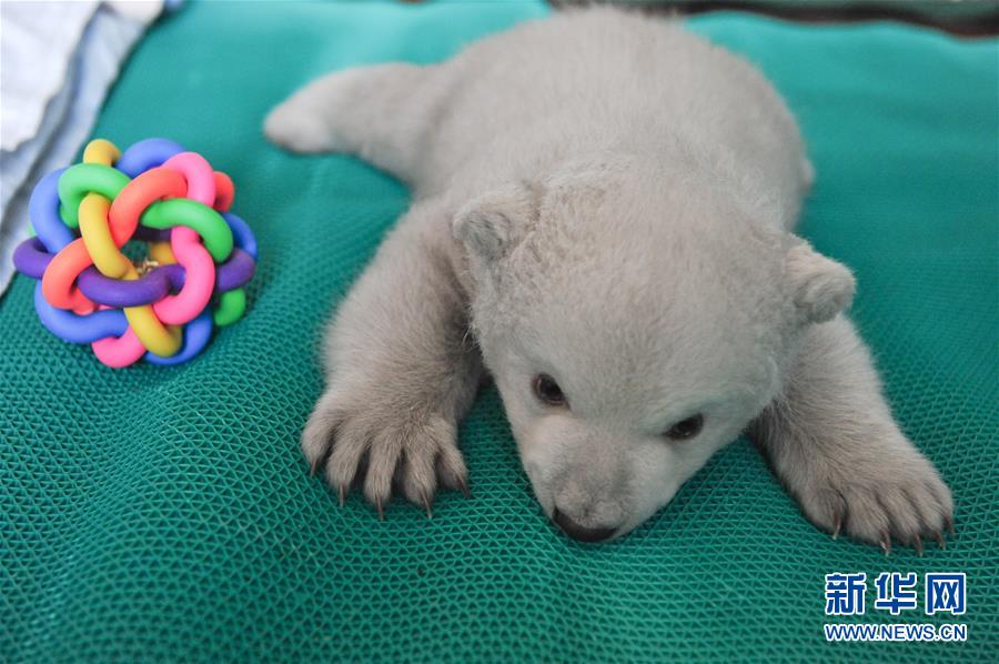 Chine: un adorable bébé ours polaire à Penglai au Shandong