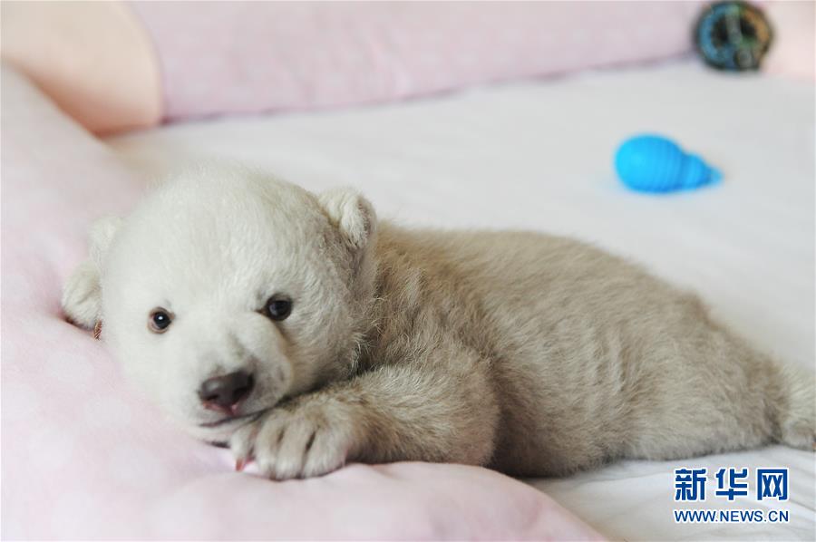 Chine: un adorable bébé ours polaire à Penglai au Shandong