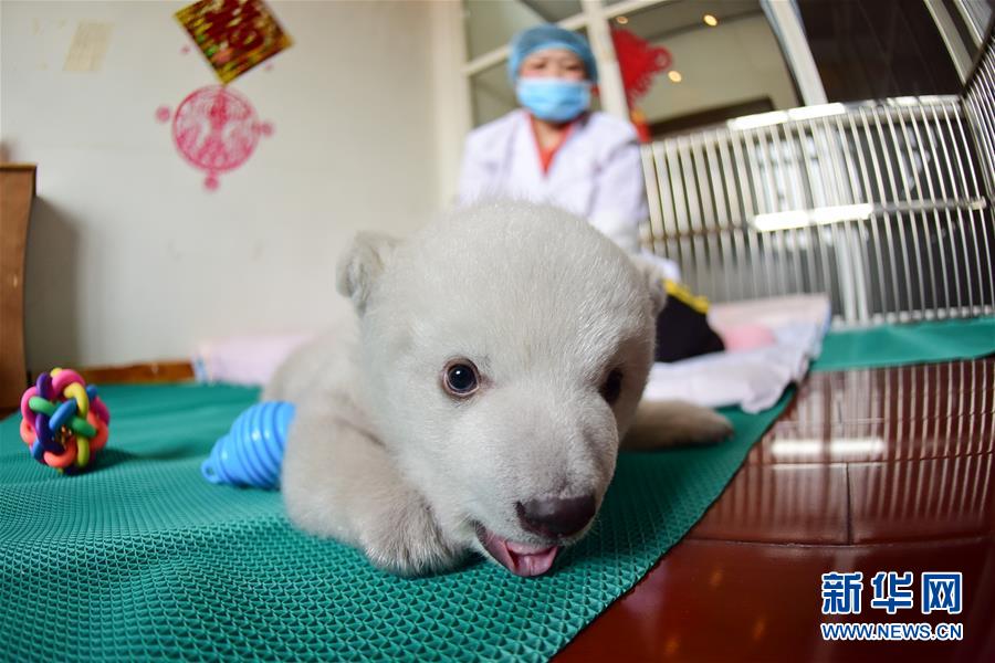 Chine: un adorable bébé ours polaire à Penglai au Shandong