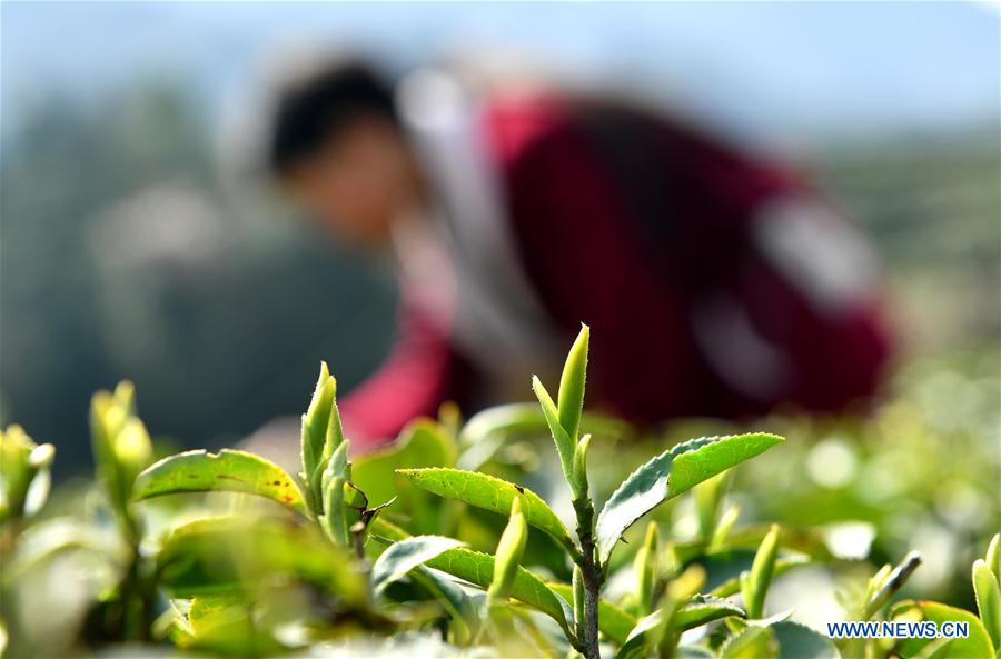 Récolte du thé dans le Hubei