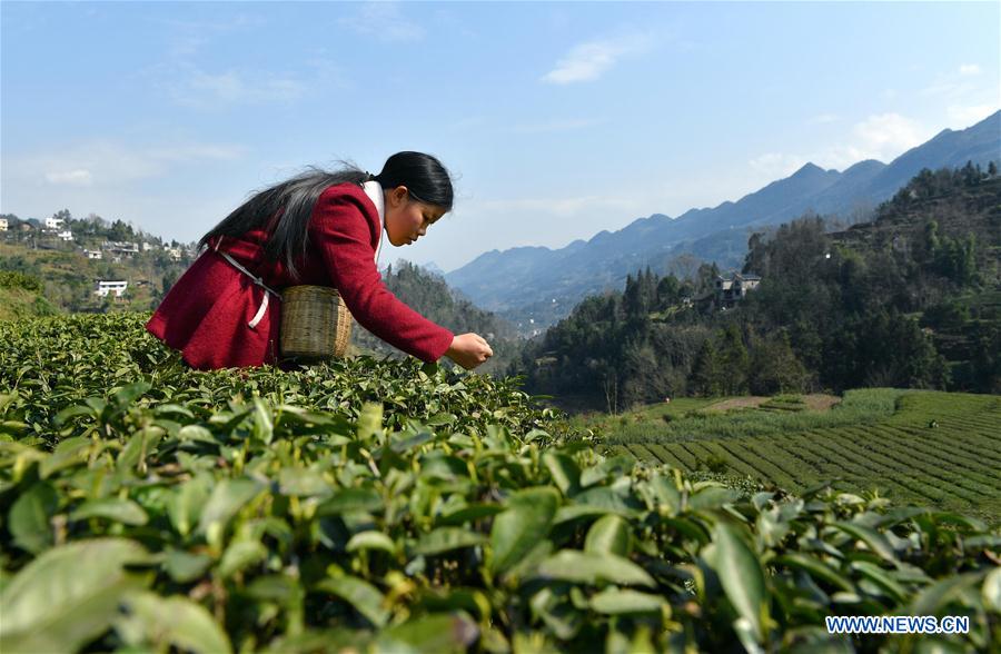 Récolte du thé dans le Hubei