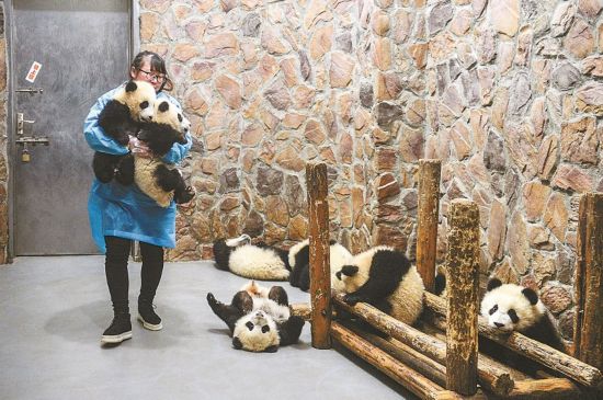 Des nounous pandas et leurs 'bébés'