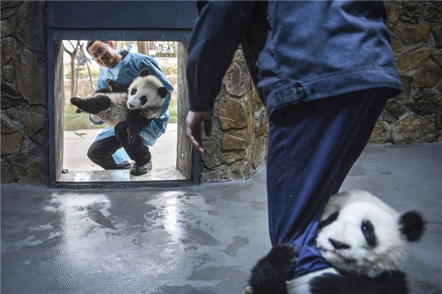 Le bébé panda le plus ‘affectueux’ du monde