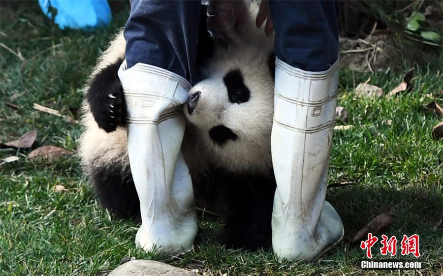 Le bébé panda le plus ‘affectueux’ du monde