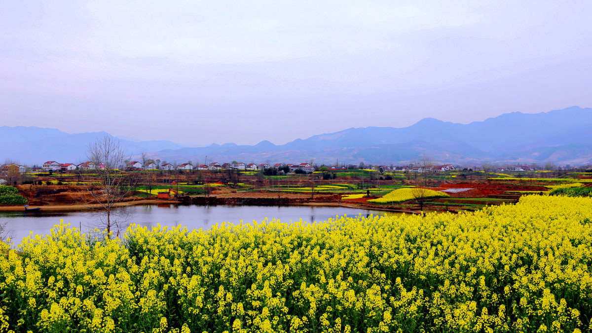 La plus belle mer de fleurs de colza dans le Shaanxi