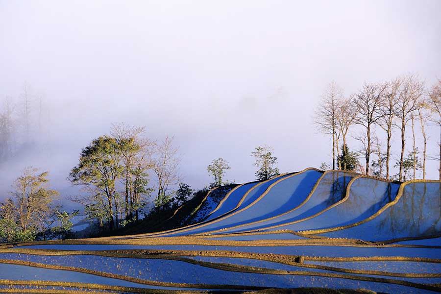 Les rizières en terrasse des Hani du Yunnan sont entrées dans leur plus belle saison de l'année