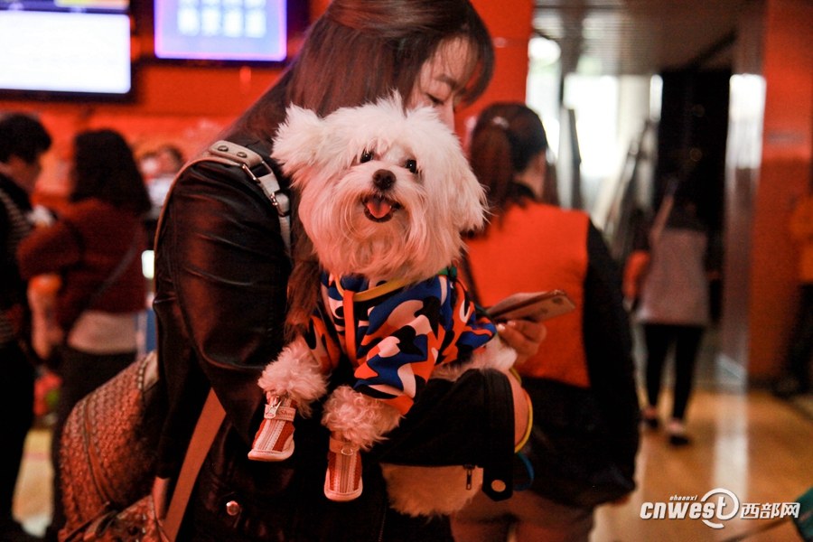 Xi’an : une séance de cinéma à partager avec son chien 