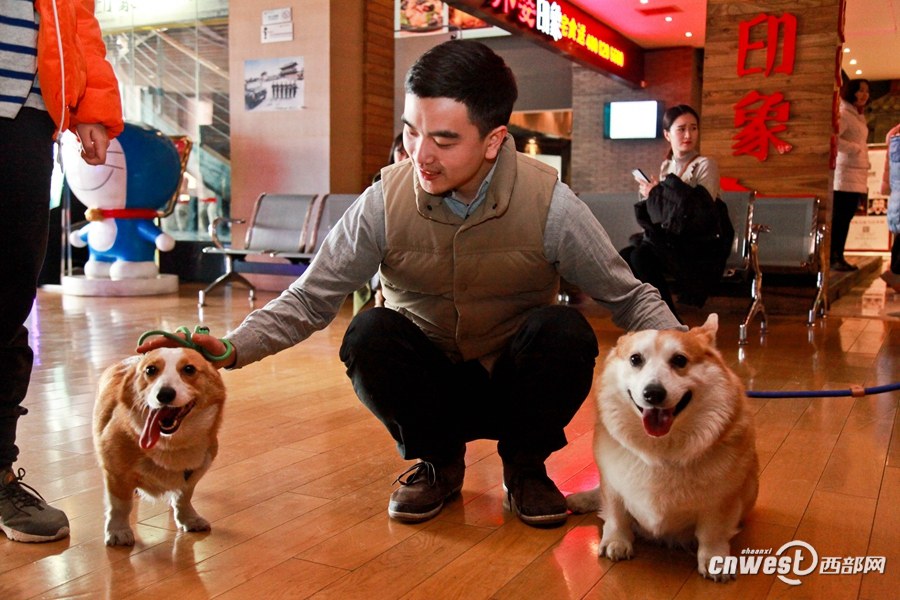 Xi’an : une séance de cinéma à partager avec son chien 