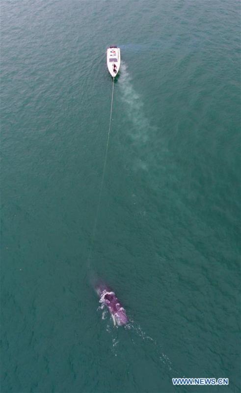 3 jours de lutte n'auront pas réussi à sauver une baleine échouée dans le Sud de la Chine