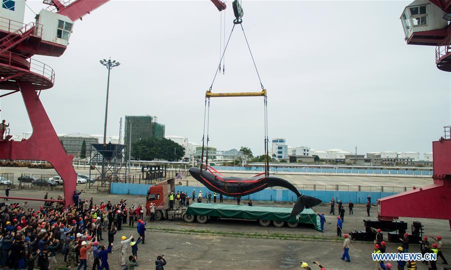 3 jours de lutte n'auront pas réussi à sauver une baleine échouée dans le Sud de la Chine