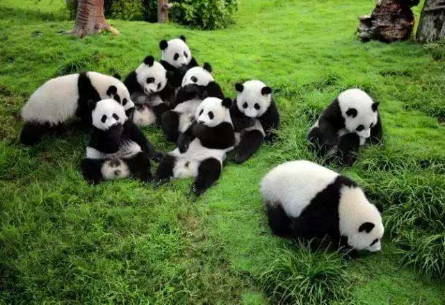 Chine : création d'un parc national des pandas