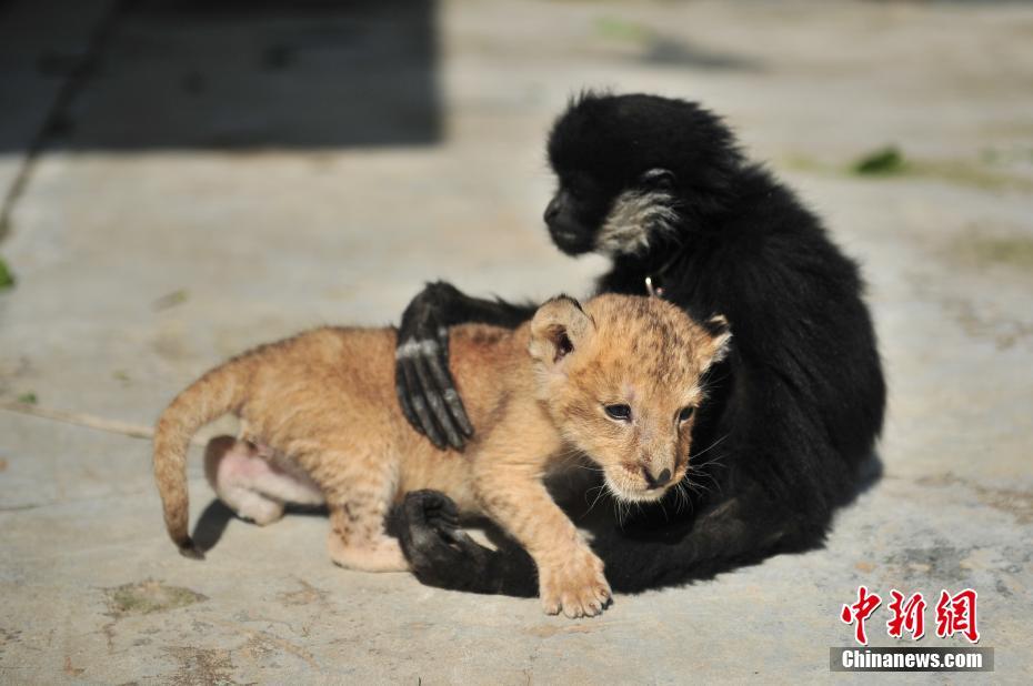 Naissance d'un bébé lion dans un zoo du Yunnan