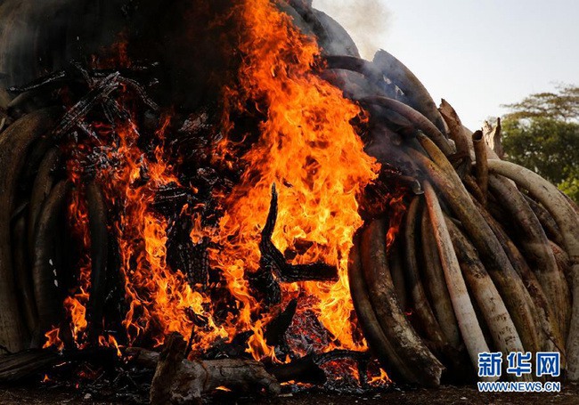 Chute du prix de l'ivoire après l’interdiction du gouvernement