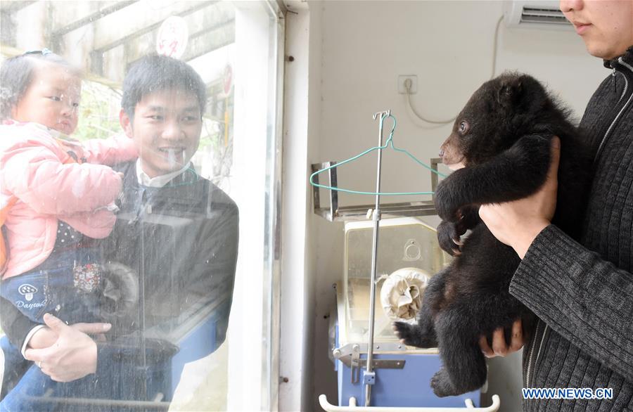 Deux oursons jumeaux, stars du zoo de Hefei