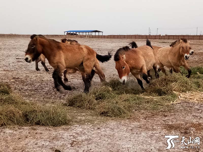 Des chevaux de Przewalski d'Europe en Chine