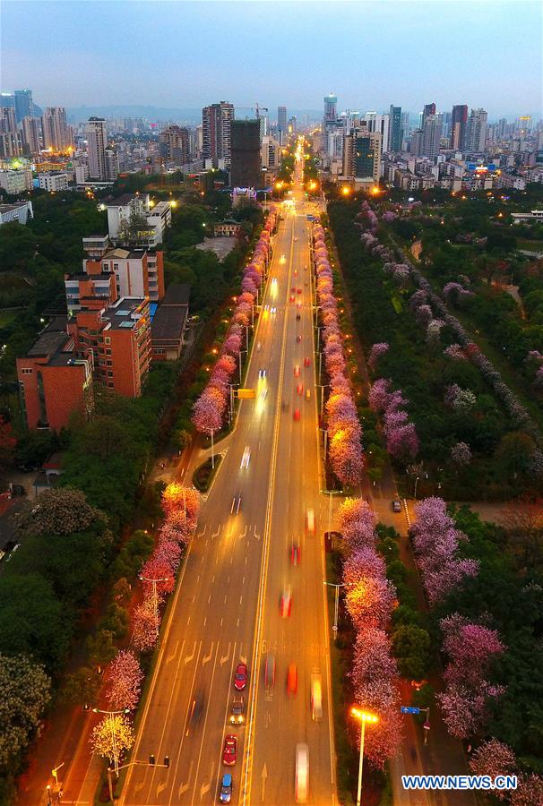 Des fleurs de gainiers en pleine floraison dans le Guangxi