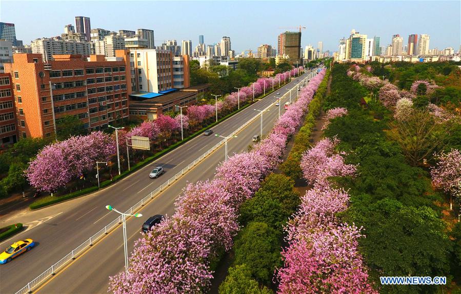 Des fleurs de gainiers en pleine floraison dans le Guangxi