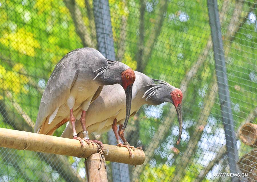 Naissance en Chine de deux bébés ibis à crête 