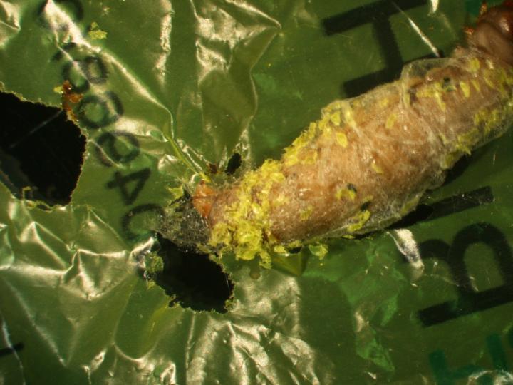 Une scientifique espagnole découvre une larve qui se nourrit de plastique