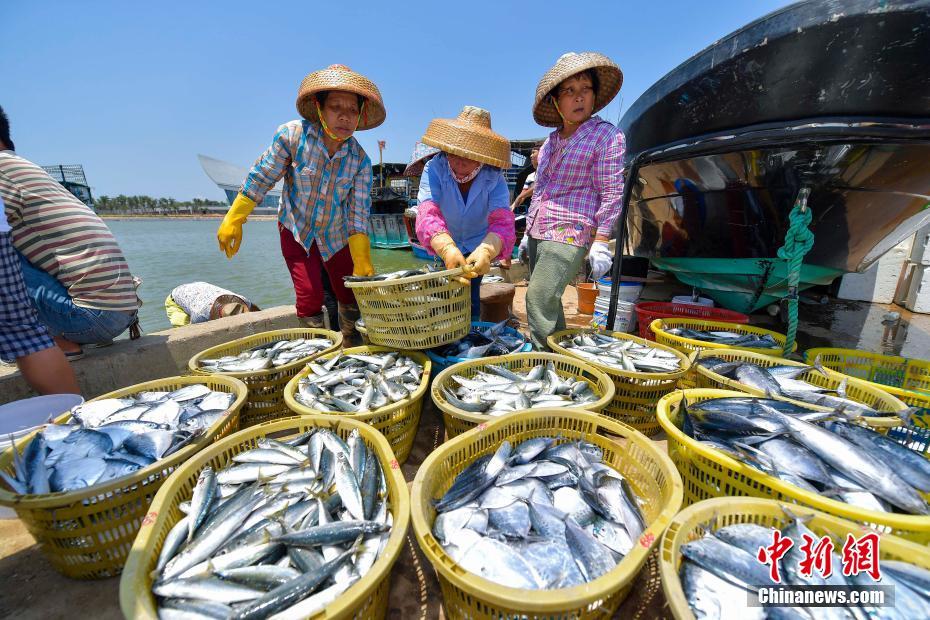 Début du moratoire sur la pêche en mer de Chine du Sud
