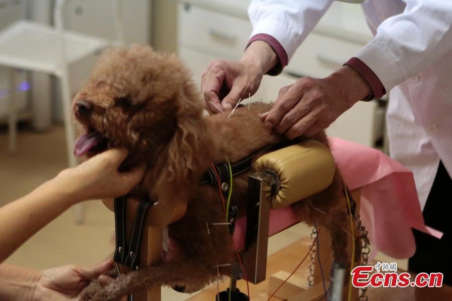 L'acupuncture pour traiter des chiens de compagnie