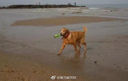 Un chien agent d'entretien sur une plage de Xiamen