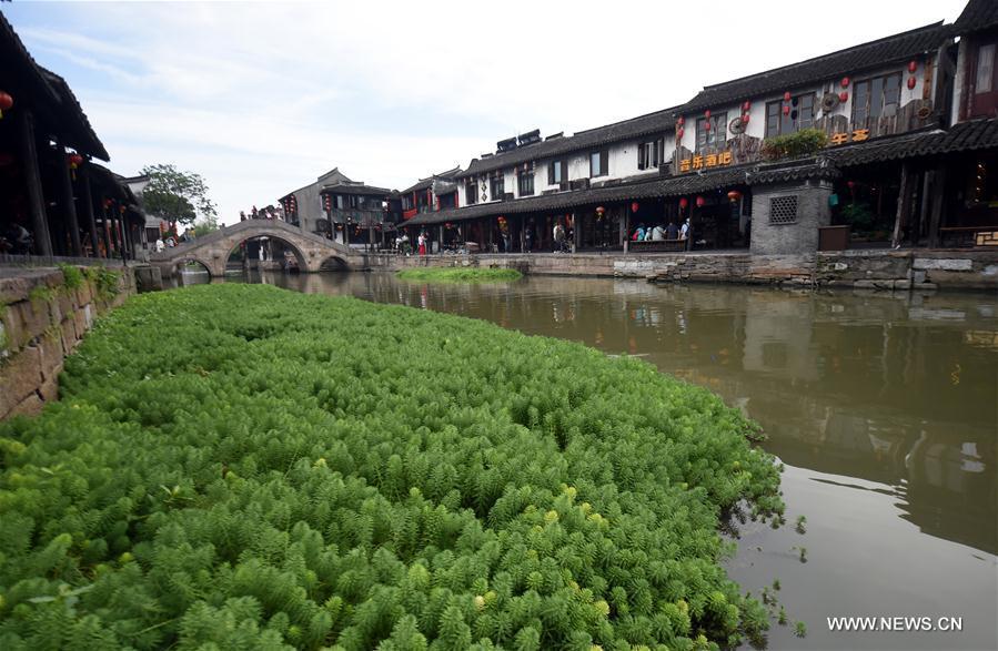 Rivière de Xitang : des algues douces pour purifier l'eau
