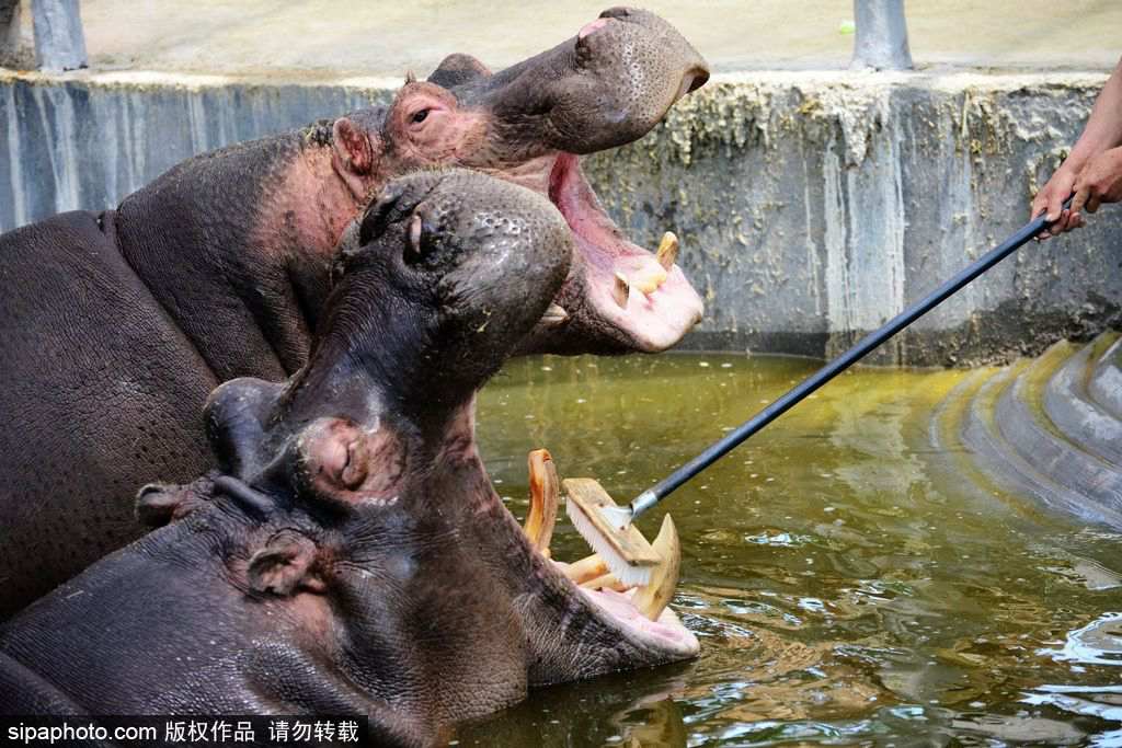 Un zoo de Qingdao aux petits soins avec les hippopotames 