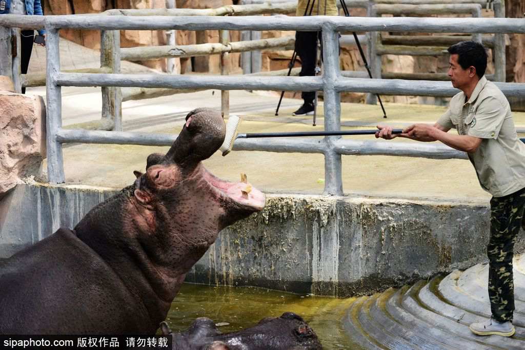 Un zoo de Qingdao aux petits soins avec les hippopotames 