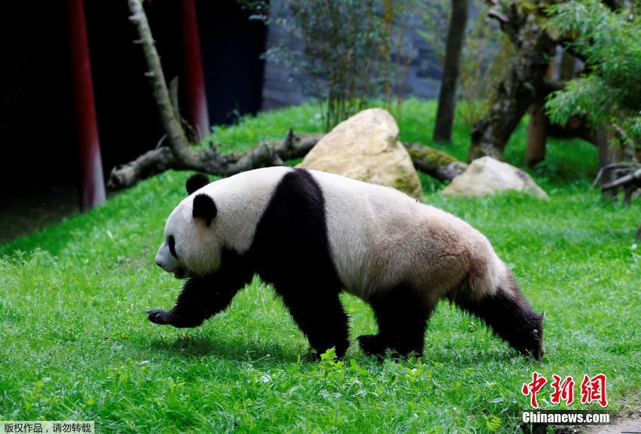 Débuts de deux pandas géants dans un zoo néerlandais