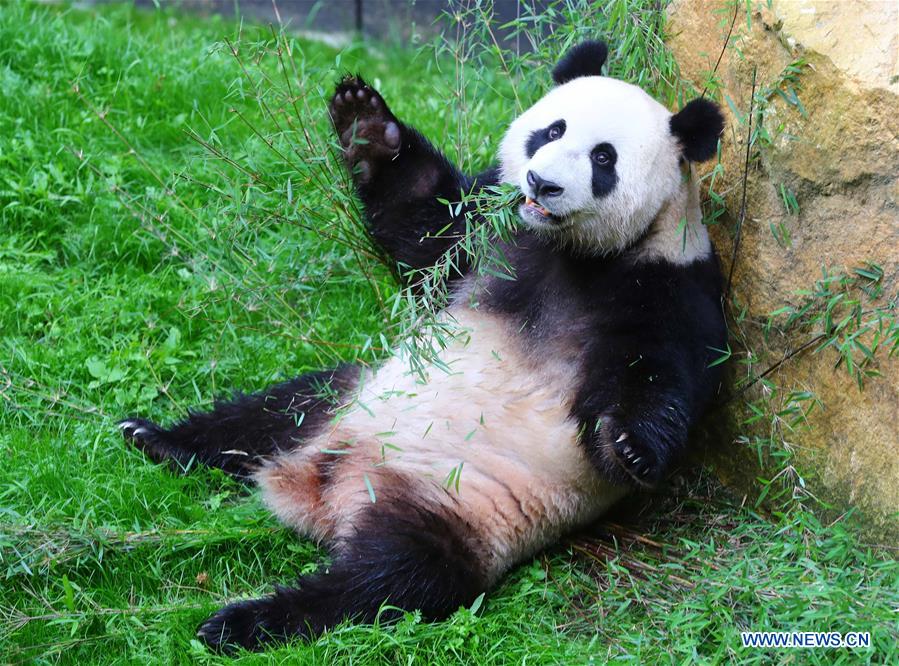 Débuts enchanteurs pour deux pandas géants dans un zoo néerlandais