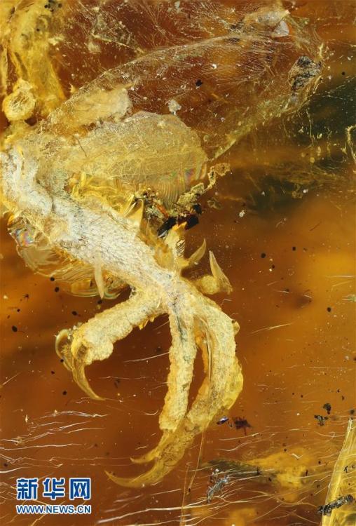 Un oisillon découvert dans des échantillons d'ambre 