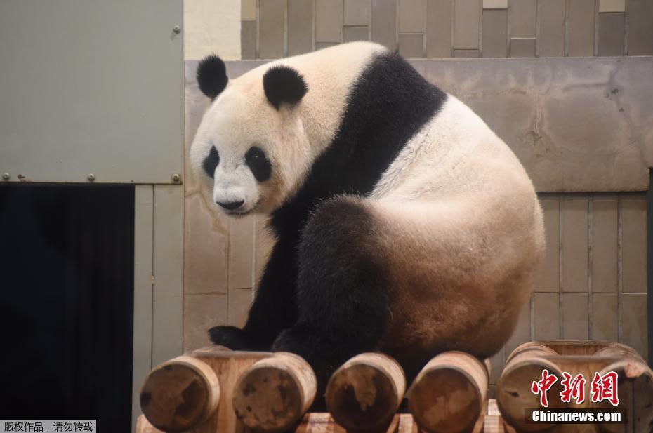 Tokyo : naissance d’un panda au zoo d’Ueno 