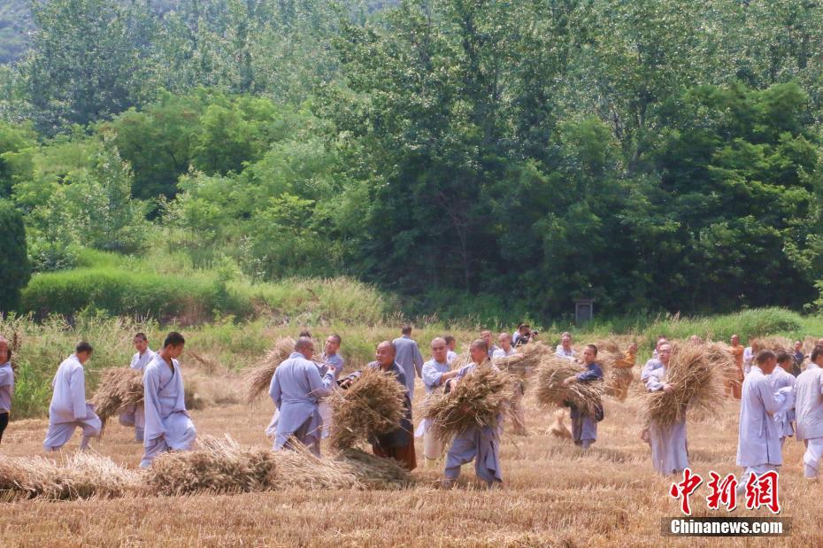 Saison des récoltes pour les moines de Shaolin 